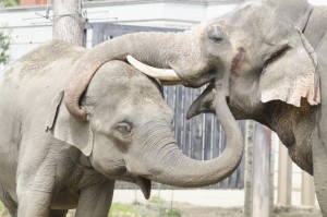 【子どもの褒め方】困ったときの魔法の言葉「ありがとう」