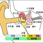 耳の仕組みと難聴の種類
